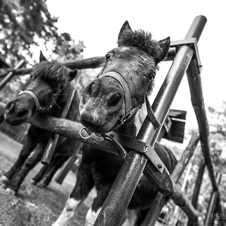 Gosciniec Marzymieta Privatunterkunft *