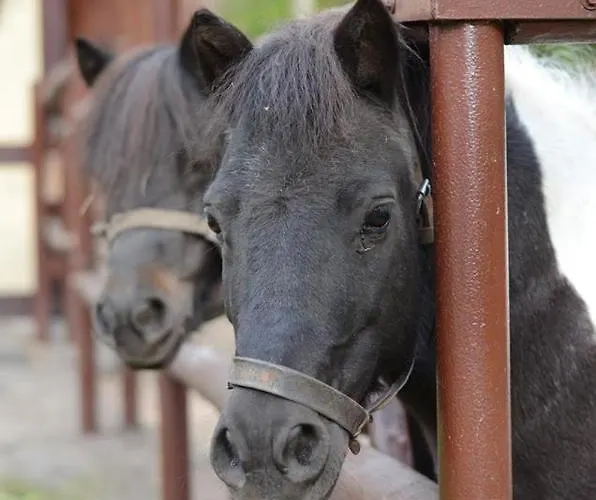 Homestay Gosciniec Marzymieta