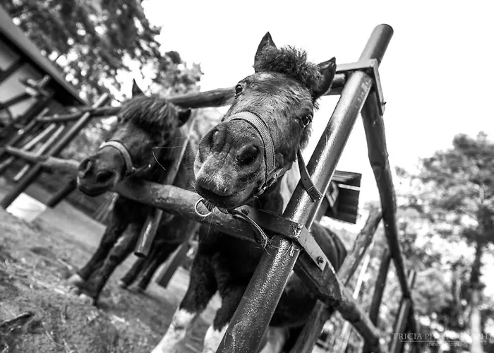 Gosciniec Marzymieta Homestay *